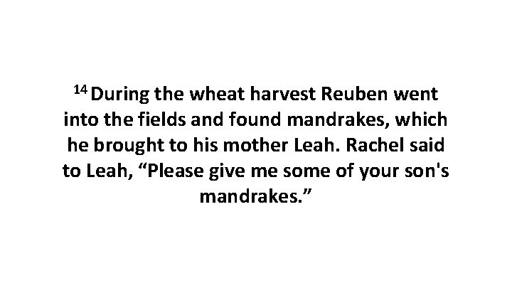 14 During the wheat harvest Reuben went into the fields and found mandrakes, which