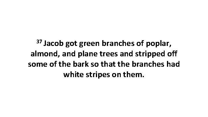 37 Jacob got green branches of poplar, almond, and plane trees and stripped off