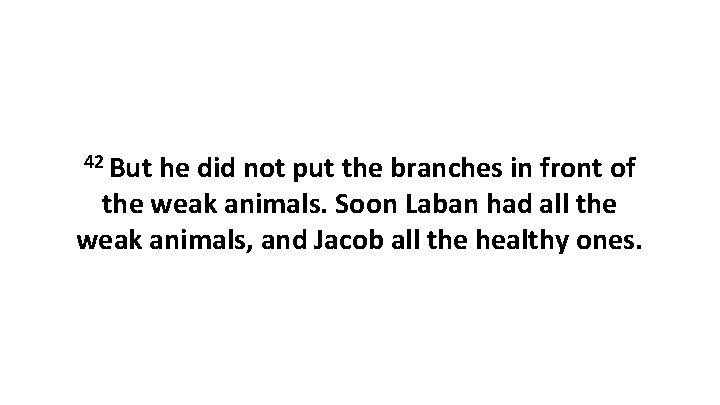 42 But he did not put the branches in front of the weak animals.