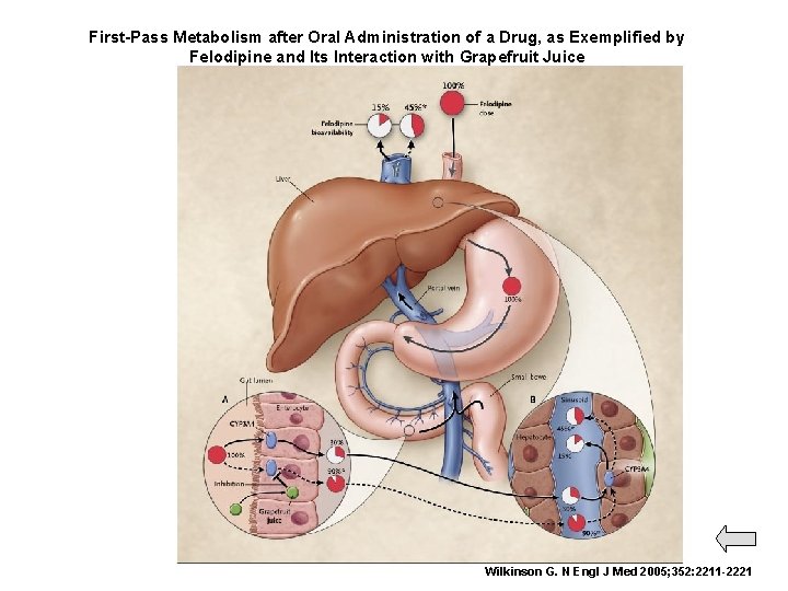 First-Pass Metabolism after Oral Administration of a Drug, as Exemplified by Felodipine and Its