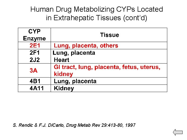 Human Drug Metabolizing CYPs Located in Extrahepatic Tissues (cont’d) S. Rendic & F. J.