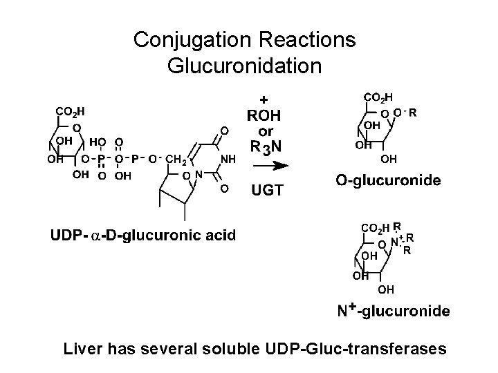 Conjugation Reactions Glucuronidation Liver has several soluble UDP-Gluc-transferases 