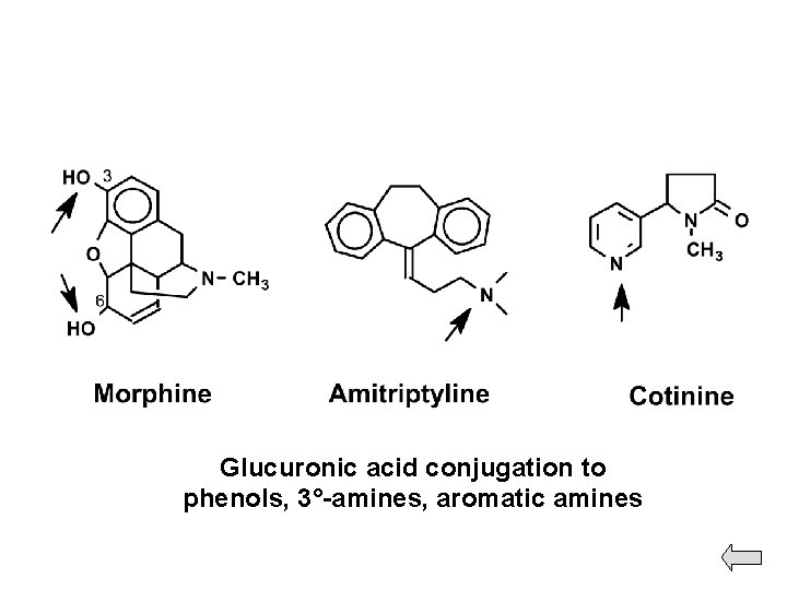 Glucuronic acid conjugation to phenols, 3°-amines, aromatic amines 