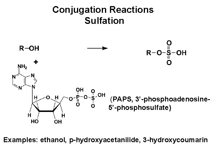 Conjugation Reactions Sulfation + (PAPS, 3’-phosphoadenosine 5’-phosulfate) Examples: ethanol, p-hydroxyacetanilide, 3 -hydroxycoumarin 