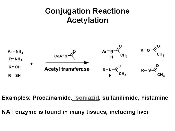 Conjugation Reactions Acetylation Examples: Procainamide, isoniazid, sulfanilimide, histamine NAT enzyme is found in many