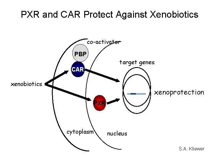 PXR and CAR Protect Against Xenobiotics co-activator PBP target genes CAR xenobiotics RXR xenoprotection