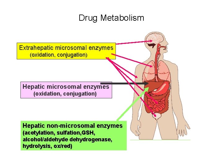 Drug Metabolism Extrahepatic microsomal enzymes (oxidation, conjugation) Hepatic microsomal enzymes (oxidation, conjugation) Hepatic non-microsomal