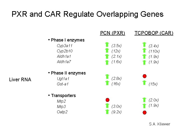 PXR and CAR Regulate Overlapping Genes PCN (PXR) TCPOBOP (CAR) • Phase I enzymes