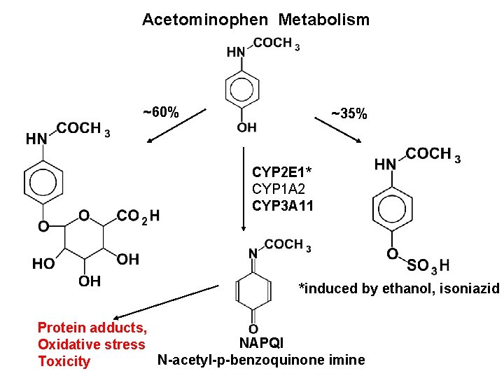Acetominophen Metabolism ~60% ~35% CYP 2 E 1* CYP 1 A 2 CYP 3