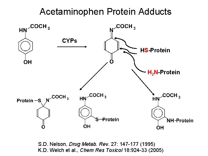 Acetaminophen Protein Adducts CYPs HS-Protein H 2 N-Protein S. D. Nelson, Drug Metab. Rev.