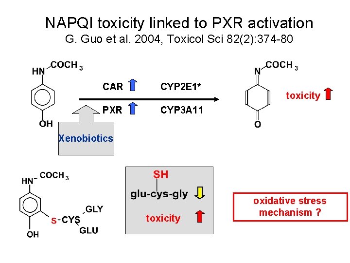 NAPQI toxicity linked to PXR activation G. Guo et al. 2004, Toxicol Sci 82(2):