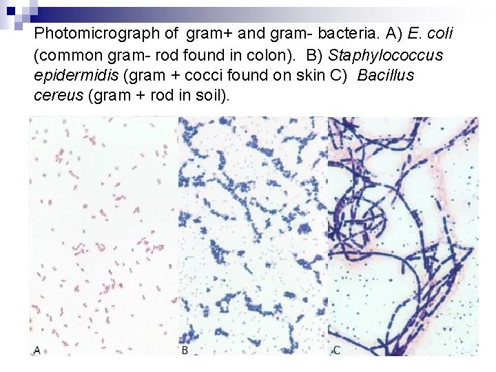 Photomicrograph of gram+ and gram- bacteria. A) E. coli (common gram- rod found in