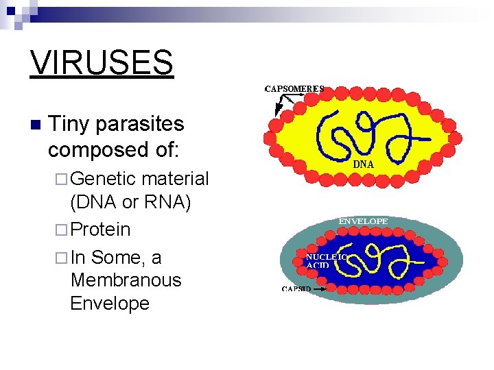 VIRUSES n Tiny parasites composed of: ¨ Genetic material (DNA or RNA) ¨ Protein
