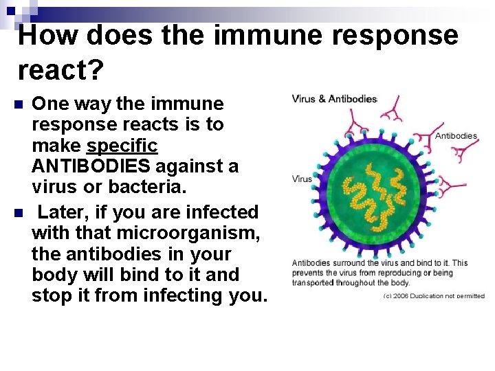 How does the immune response react? n n One way the immune response reacts