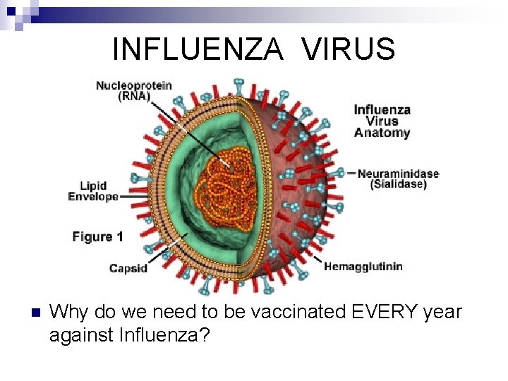 INFLUENZA VIRUS n Why do we need to be vaccinated EVERY year against Influenza?