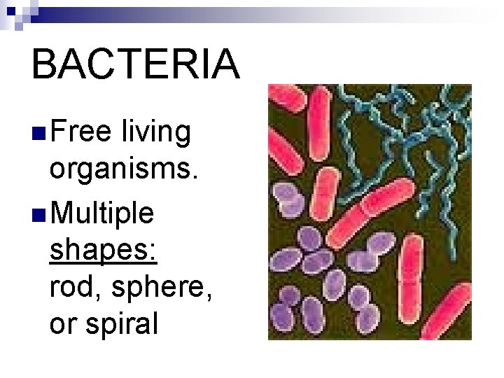 BACTERIA n Free living organisms. n Multiple shapes: rod, sphere, or spiral 