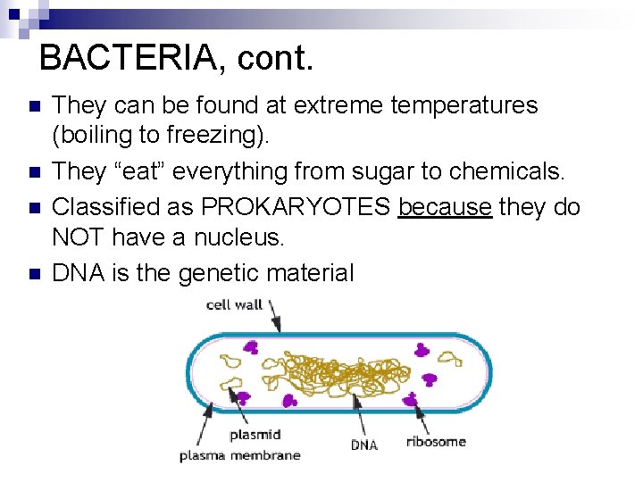 BACTERIA, cont. n n They can be found at extreme temperatures (boiling to freezing).