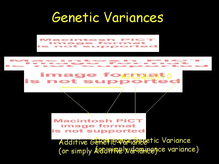 Genetic Variances As Cov(a, d) = 0 Dominance Genetic Variance Additive Genetic Variance (or
