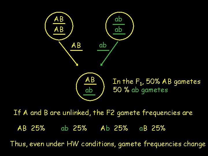 AB AB ab ab ab AB AB ab In the F 1, 50% AB
