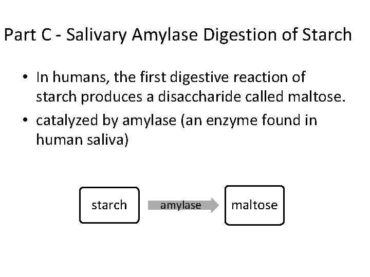 Part C - Salivary Amylase Digestion of Starch • In humans, the first digestive