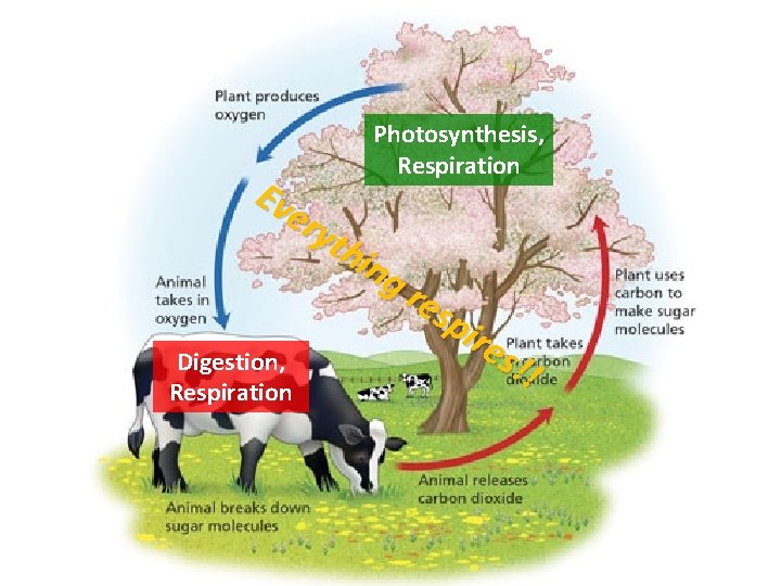 Photosynthesis, Respiration Ev ery thi ng res pir es! Digestion, ! Respiration 