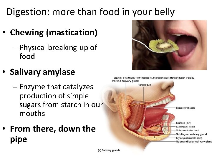 Digestion: more than food in your belly • Chewing (mastication) – Physical breaking-up of