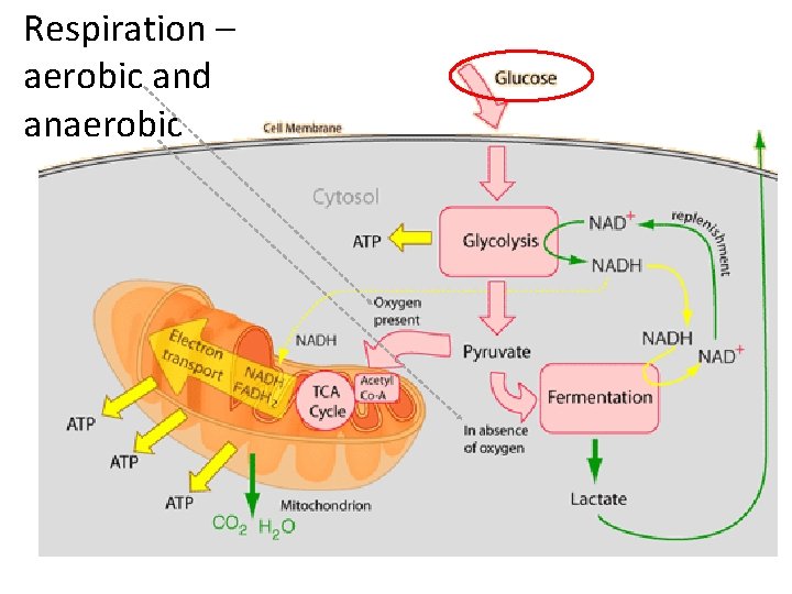 Respiration – aerobic and anaerobic 