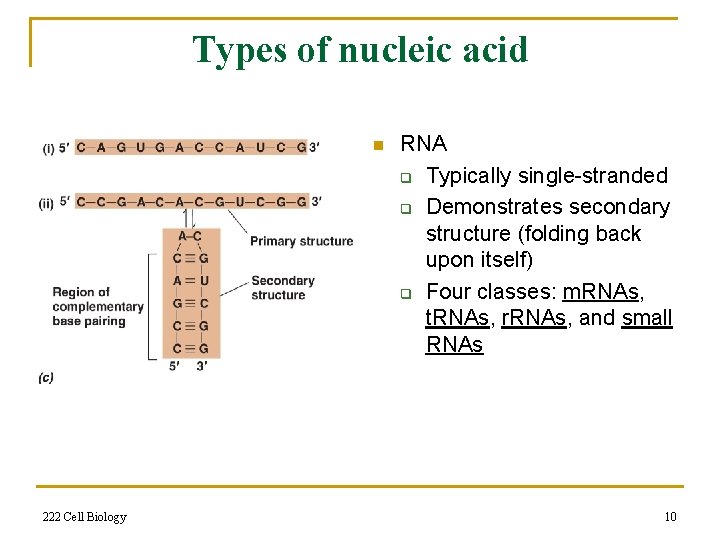 Types of nucleic acid n 222 Cell Biology RNA q Typically single-stranded q Demonstrates