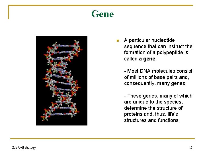 Gene n A particular nucleotide sequence that can instruct the formation of a polypeptide