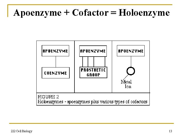 Apoenzyme + Cofactor = Holoenzyme 222 Cell Biology 13 
