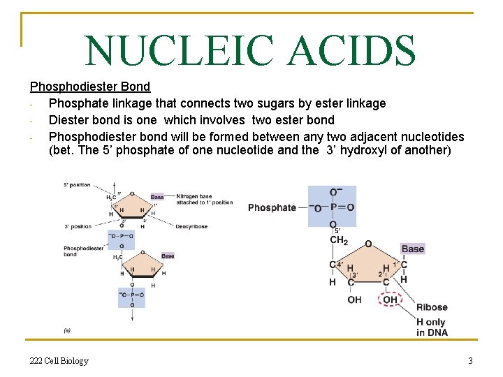 NUCLEIC ACIDS Phosphodiester Bond Phosphate linkage that connects two sugars by ester linkage Diester