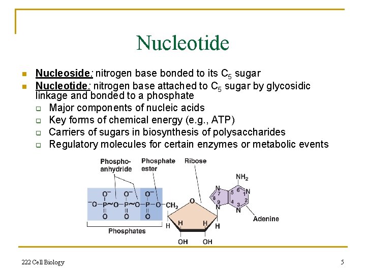 Nucleotide n n Nucleoside: nitrogen base bonded to its C 5 sugar Nucleotide: nitrogen