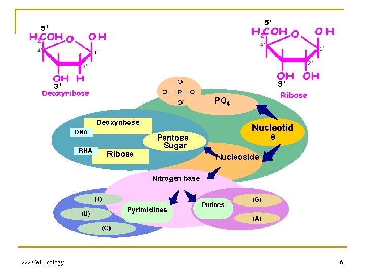 PO 4 Deoxyribose DNA Ribose Nucleotid e Pentose Sugar Nucleoside Nitrogen base (T) Pyrimidines