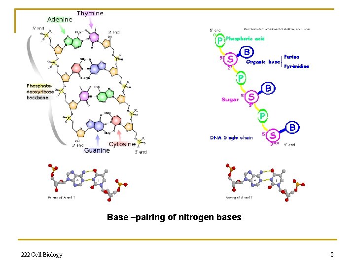 Base –pairing of nitrogen bases 222 Cell Biology 8 