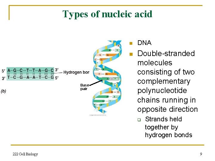 Types of nucleic acid n n Base pair DNA Double-stranded molecules consisting of two