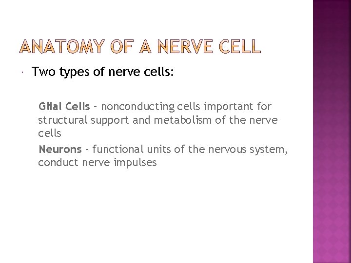  Two types of nerve cells: Glial Cells – nonconducting cells important for structural