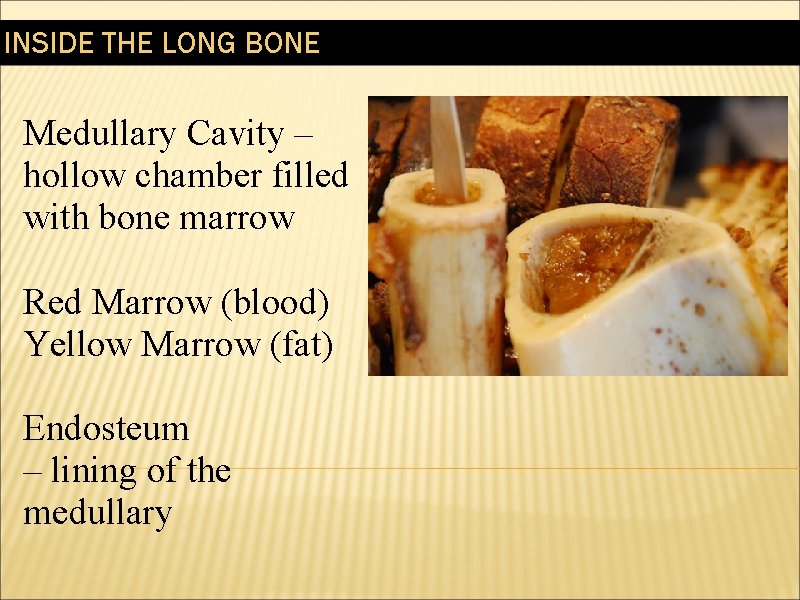 INSIDE THE LONG BONE Medullary Cavity – hollow chamber filled with bone marrow Red