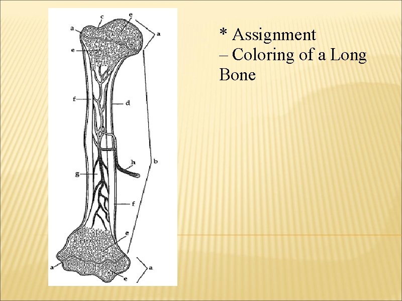 * Assignment – Coloring of a Long Bone 