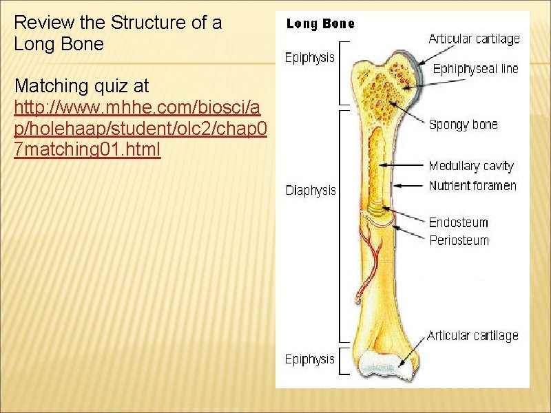 Review the Structure of a Long Bone Matching quiz at http: //www. mhhe. com/biosci/a