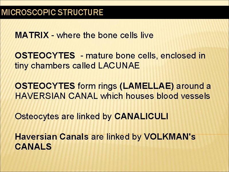 MICROSCOPIC STRUCTURE MATRIX - where the bone cells live OSTEOCYTES - mature bone cells,