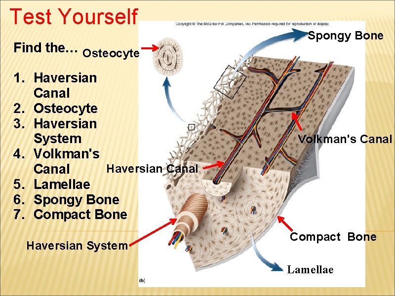 Test Yourself Find the… Osteocyte 1. Haversian Canal 2. Osteocyte 3. Haversian System 4.