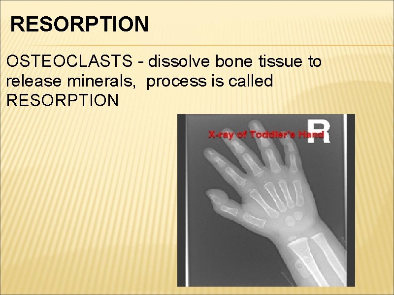 RESORPTION OSTEOCLASTS - dissolve bone tissue to release minerals, process is called RESORPTION 