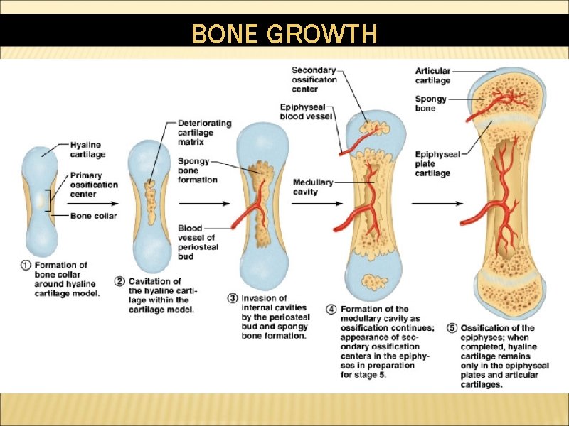 BONE GROWTH 