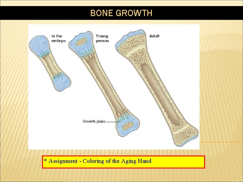 BONE GROWTH * Assignment - Coloring of the Aging Hand 