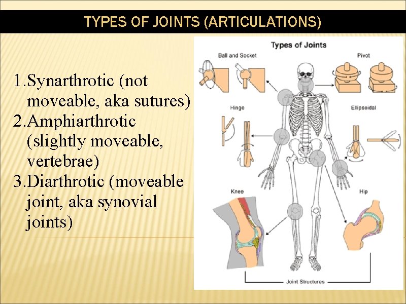 TYPES OF JOINTS (ARTICULATIONS) 1. Synarthrotic (not moveable, aka sutures) 2. Amphiarthrotic (slightly moveable,