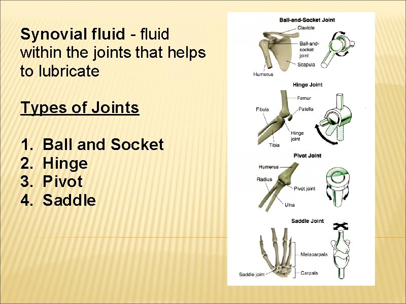 Synovial fluid - fluid within the joints that helps to lubricate Types of Joints