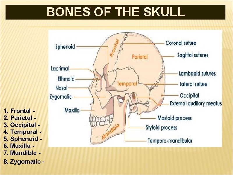 BONES OF THE SKULL 1. Frontal 2. Parietal - 3. Occipital 4. Temporal -