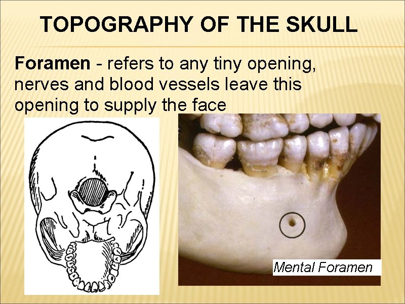 TOPOGRAPHY OF THE SKULL Foramen - refers to any tiny opening, nerves and blood