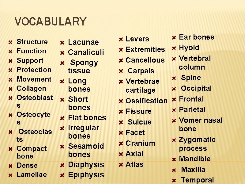 VOCABULARY Structure Function Support Protection Movement Collagen Osteoblast s Osteocyte s Osteoclas ts Compact