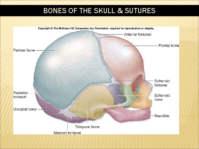 BONES OF THE SKULL & SUTURES 